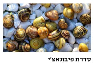 סדרת פיבונאצי, אסתטיקה גיאומטרית, סדנאות אוריגמי , סדנאות לעצבים , סדנאות לאדריכלים, סדנאות העשרה, אתבטיקה של הנייר, מורן אלחלל סדנאות אוריגמי חוויתיות